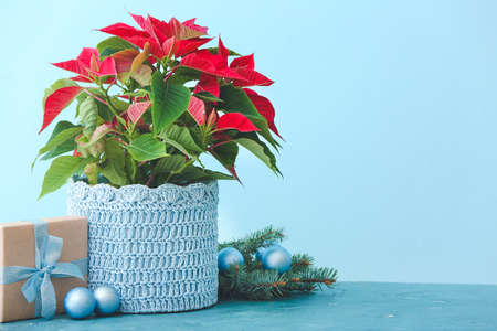 Christmas plant poinsettia and decor on tableの写真素材