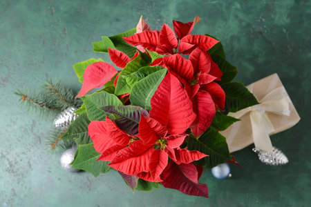 Christmas plant poinsettia and decor on tableの写真素材