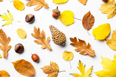 Beautiful autumn composition on white backgroundの写真素材