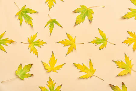 Maple leaves on color background