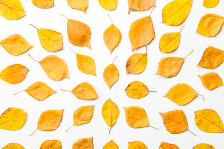 Beautiful autumn leaves on color backgroundの写真素材