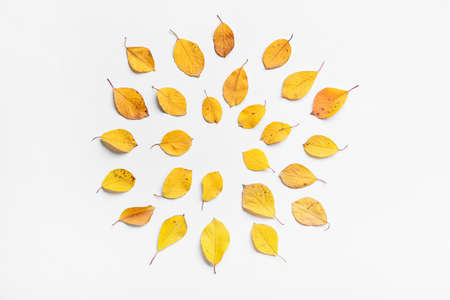 Beautiful autumn leaves on white background