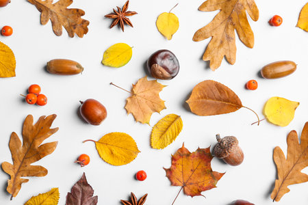 Beautiful autumn composition on white backgroundの写真素材
