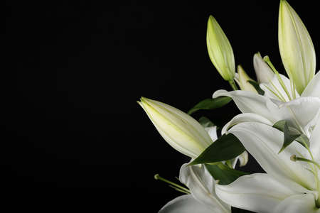 Beautiful lily flowers on dark background, closeupの写真素材