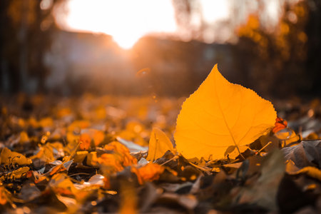Autumn leaves on ground in park, closeupの写真素材