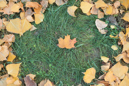 Frame made of autumn leaves on ground in park
