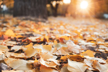 Autumn leaves on ground in park, closeupの写真素材