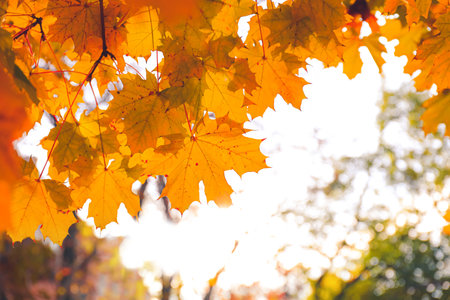 Beautiful tree in autumn park, closeup