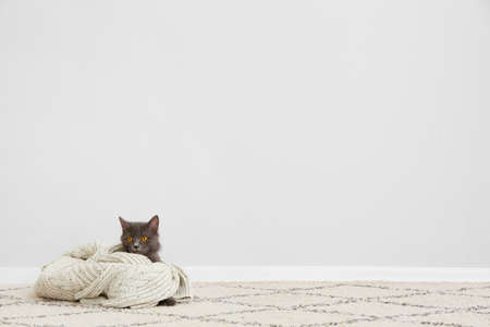 Cute cat with warm clothes at home. Concept of heating seasonの写真素材