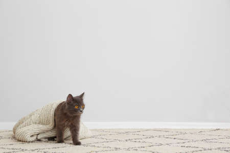 Cute cat with warm clothes at home. Concept of heating season