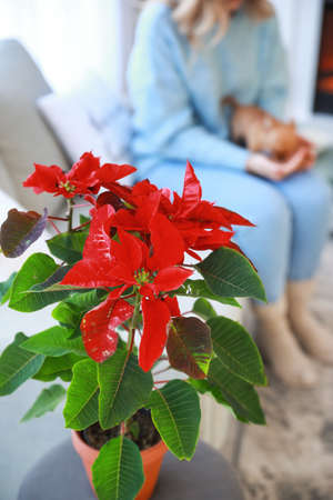 Christmas plant poinsettia in interior of roomの写真素材