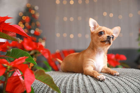 Cute small dog with poinsettia at home on Christmas eveの写真素材