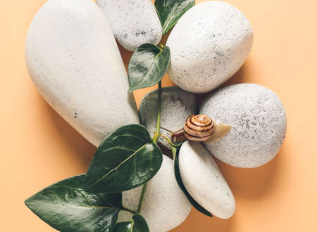 Snail, pebbles and green leaves on color backgroundの写真素材