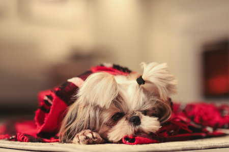 Cute dog with warm plaid at home. Concept of heating seasonの写真素材