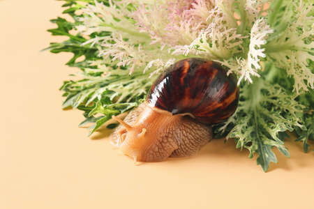 Snail and green plant on color background