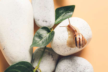 Snail, pebbles and green leaves on color background