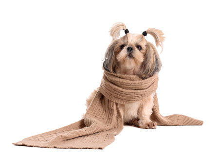 Cute dog with warm scarf on white background. Concept of heating seasonの写真素材