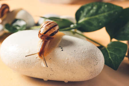 Snail, pebbles and green leaves on color backgroundの写真素材