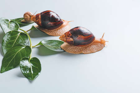 Snails and green branch on gray backgroundの写真素材