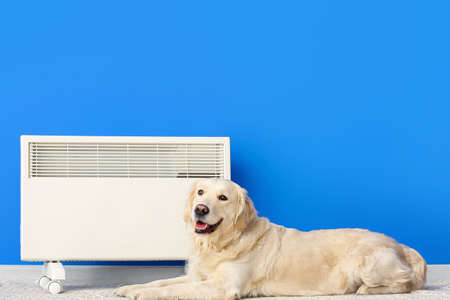 Cute dog near radiator at home. Concept of heating season