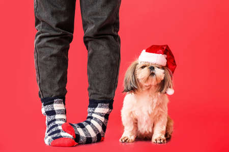 Owner and funny dog in Santa hat on color backgroundの写真素材