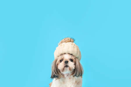 Cute dog in warm hat on color background. Concept of heating seasonの写真素材