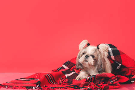 Cute dog with warm plaid on color background. Concept of heating seasonの写真素材