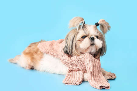 Cute dog with scarf on color background. Concept of heating seasonの写真素材