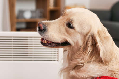 Cute dog near radiator at home. Concept of heating seasonの写真素材