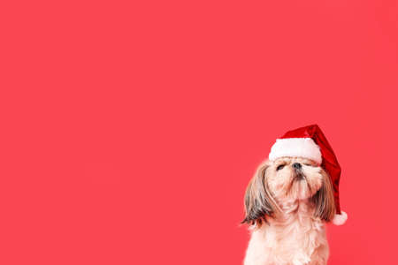Cute funny dog in Santa hat on color backgroundの写真素材