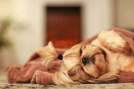 Cute dog with warm plaid at home. Concept of heating seasonの写真素材