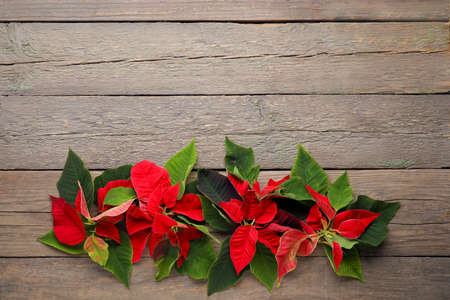 Composition with flowers of Christmas plant poinsettia on wooden backgroundの写真素材