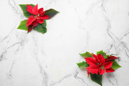 Composition with flowers of Christmas plant poinsettia on light backgroundの写真素材