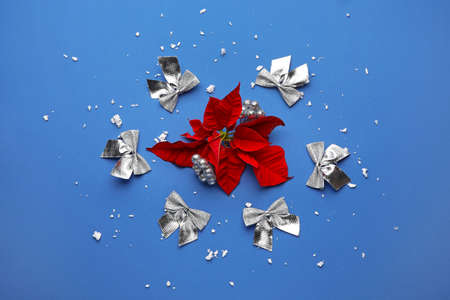 Composition with flowers of Christmas plant poinsettia on color backgroundの写真素材