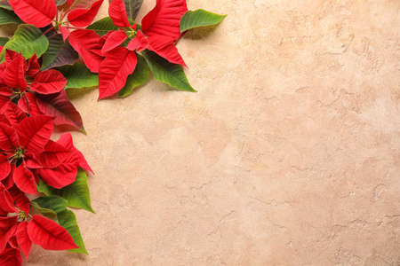Composition with flowers of Christmas plant poinsettia on color backgroundの写真素材