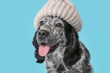 Cute dog wearing warm hat on color background. Concept of heating seasonの写真素材