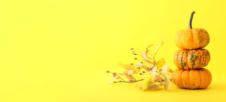 Ripe pumpkins with autumn leaves on yellow background with space for textの写真素材
