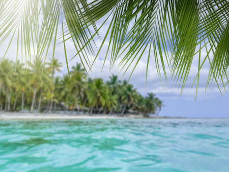 Fresh palm leaves at tropical resort