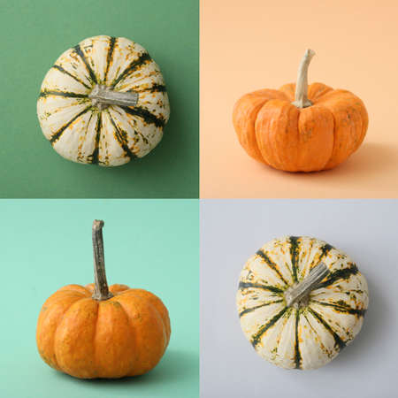 Different ripe pumpkins on color backgroundの写真素材