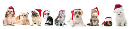Cute animals in Santa Claus hats on white backgroundの写真素材