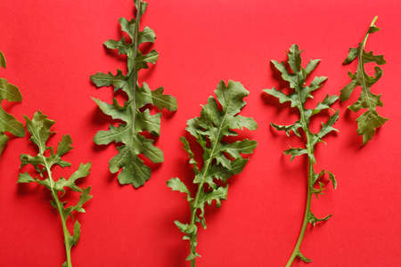 Fresh arugula on color background