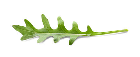 Fresh arugula on white backgroundの写真素材