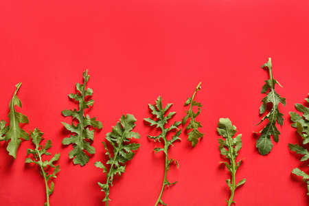 Fresh arugula on color backgroundの写真素材