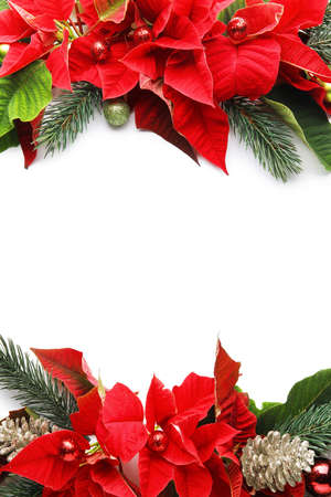Composition with flowers of Christmas plant poinsettia on white backgroundの写真素材