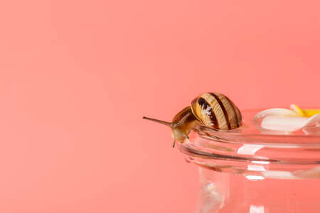 Jar with water, flower and snail on color backgroundの写真素材