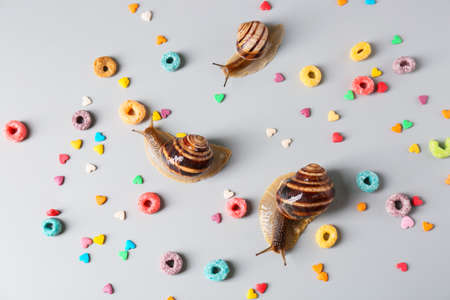 Snails and dry cereal rings on gray backgroundの写真素材