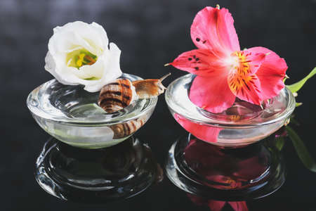 Snail, glass bowls and flowers on dark backgroundの写真素材