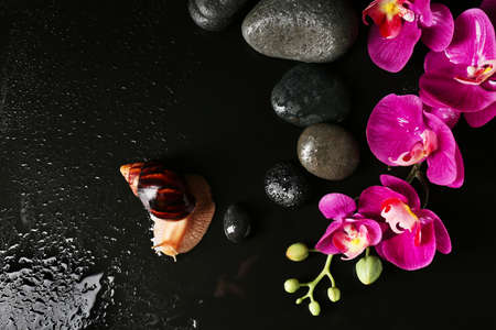Snail, spa stones and flowers on dark background