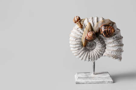 Snails and decor on gray backgroundの写真素材