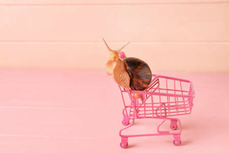 Snail in shopping cart on color backgroundの写真素材